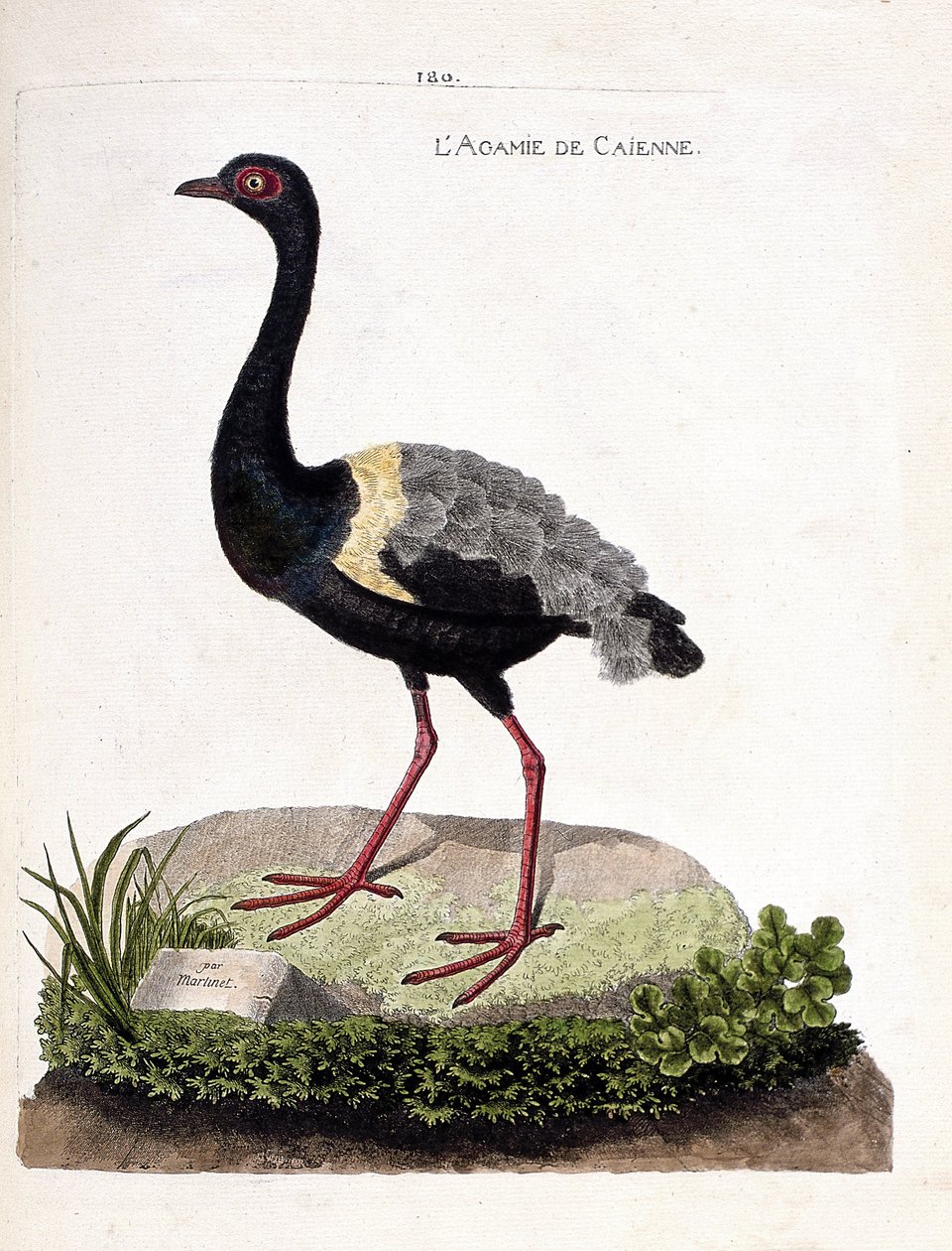 Eläinkartta (ornitologia): caienne agami (trumpet agami tai psophia crepitans). Kuvitus Francois Nicolas Martinet
