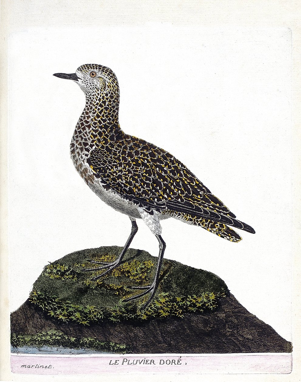 Eläinkartta (ornitologia): casoar (casoar kypärä tai cassuarius cassuarius). Kuvitus Francois Nicolas Martinet
