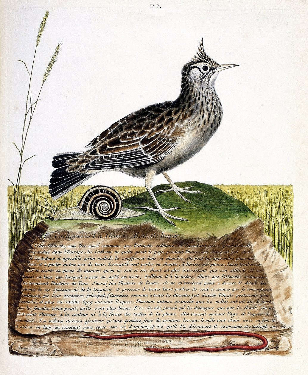 Eläinkartta (ornitologia): cochevis (cochevis huppe tai Galerida cristata). Kuvitus Francois Nicolas Martinet