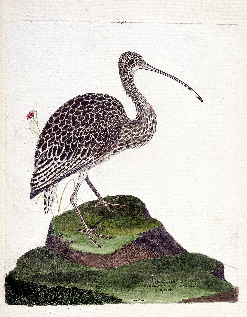 Eläintietokartta (ornitologia): kihara (kurkkutuhka tai numenius arquata). Kuvitus Francois Nicolas Martinet