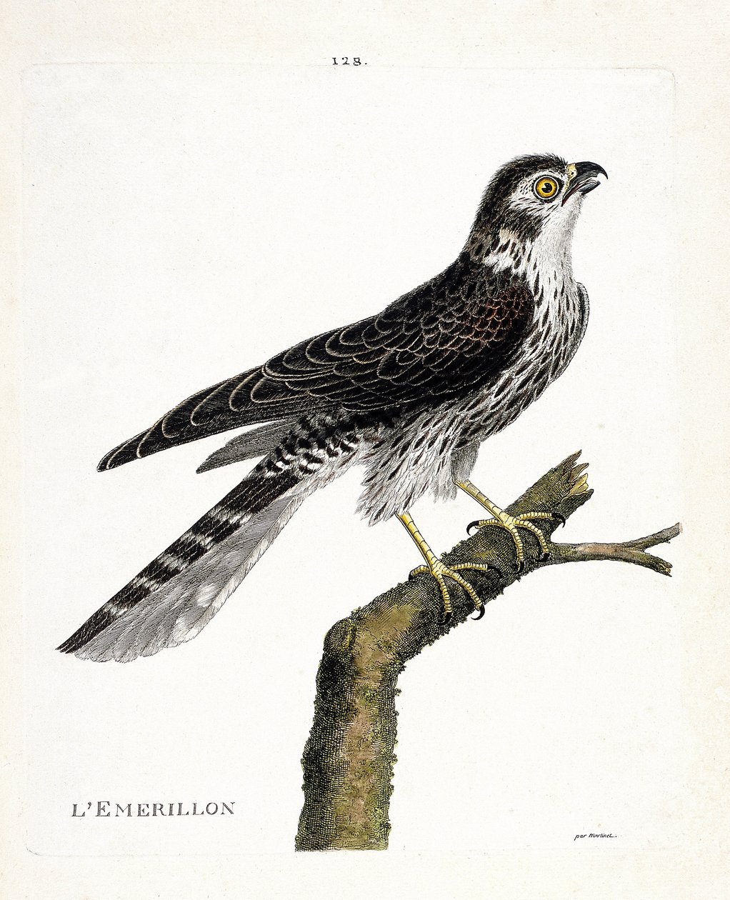 Eläinkartta (ornitologia): emrillon (emerillon falcon tai falco colombarius) oksalla. Kuvitus Francois Nicolas Martinet