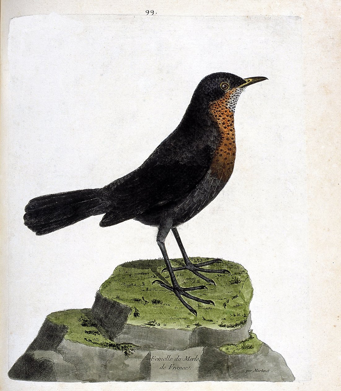 Eläinkartta (ornitologia): mustarastas naaras (mustarastas tai turdus merula). Kuvitus Francois Nicolas Martinet