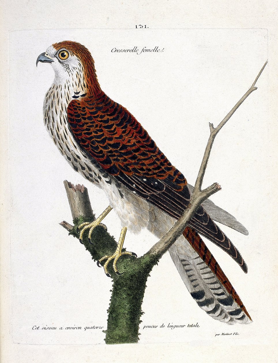 Eläinkartta (ornitologia): naaraskrassi (haukkahaukka tai falco tinnunculus) oksalla. Kuvitus Francois Nicolas Martinet