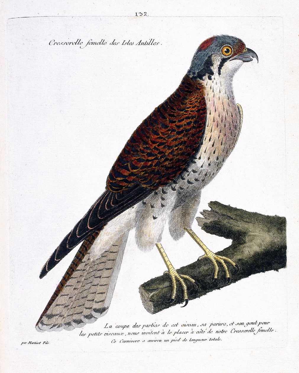 Eläinkartta (ornitologia): Karibian saarten naaraskrassi (amerikkalainen crecerella tai falco sparverius) oksalla. Kuvitus Francois Nicolas Martinet