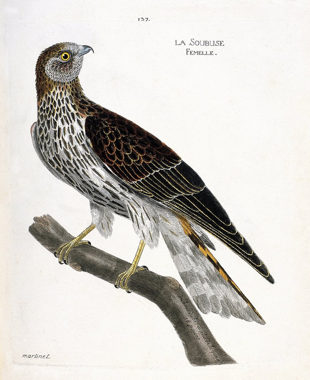 Eläinkartta (ornitologia): naarassoubuse (busard saint martin tai circus cyaneus) oksalla. Kuvitus Francois Nicolas Martinet