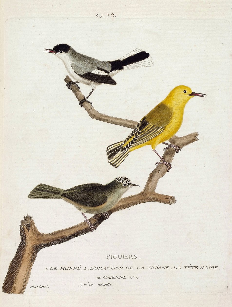 Zoologinen kartta (ornitologia): viikunapuut. Alhaalta ylös: hoopoe (california gobemoucheron tai polioptila california), guianin appelsiini (orangee warbler tai protonotaria citrea) ja Caiennen musta pää (trooppinen gobemoucheron tai poliopt tekijältä Francois Nicolas Martinet