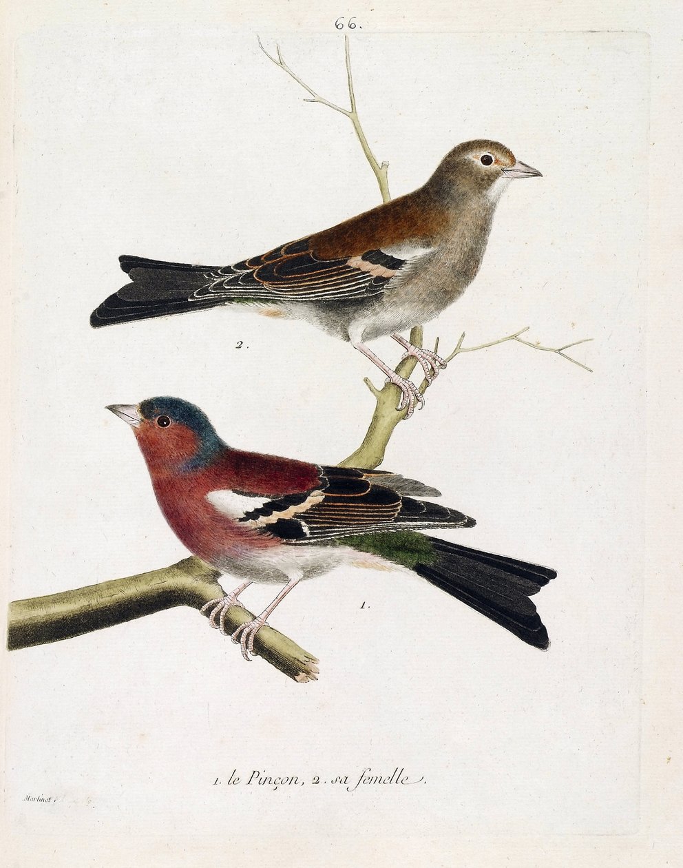 Eläintietokartta (lintututkimus): alhaalta ylös: Pursu ja sen naaras (tree pinson tai fringilla coelebs) oksalla. Kuvitus Francois Nicolas Martinet