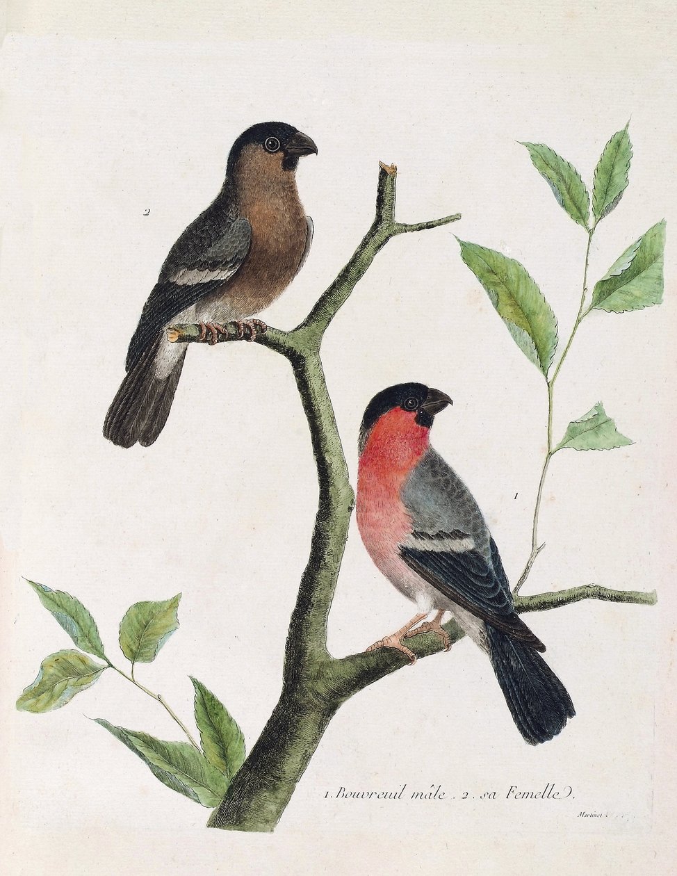 Eläinkartta (ornitologia): alhaalta ylös: uros- ja naarasbouvreil (pioni bouvreil tai pyrrhula pyrrrhula) oksalla. Kuvitus Francois Nicolas Martinetin (1731) teoksesta "Lintujen historia, maalattu niiden esiintymiselle ja herkkyydelle" tekijältä Francois Nicolas Martinet