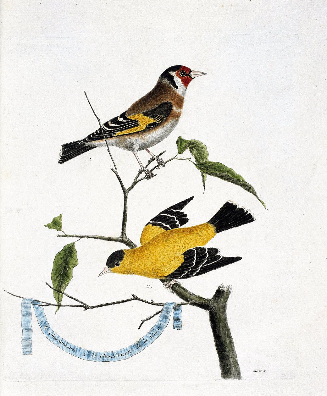 Eläinkartta (lintutiede): ylhäältä alas: chardonneret (chardonneret elegant tai carduelis carduelis) ja kiinalainen chardonneret (Tarin sad tai carduelis tristis) oksalla. Kuvitus teoksessa "Lintujen historia, maalattu niiden ulkonäköön tekijältä Francois Nicolas Martinet