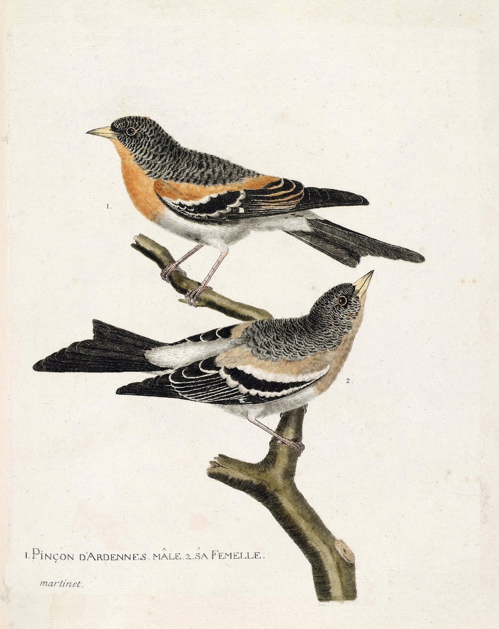 Eläinkartta (lintututkimus): ylhäältä alas: uros ja naaras Ardennespinson (northern pinson tai fringilla montifringilla) oksalla. Kuvitus Francois Nicon teoksesta "Lintujen historia, maalattu niiden esiintymisestä ja herkkyydestään" tekijältä Francois Nicolas Martinet