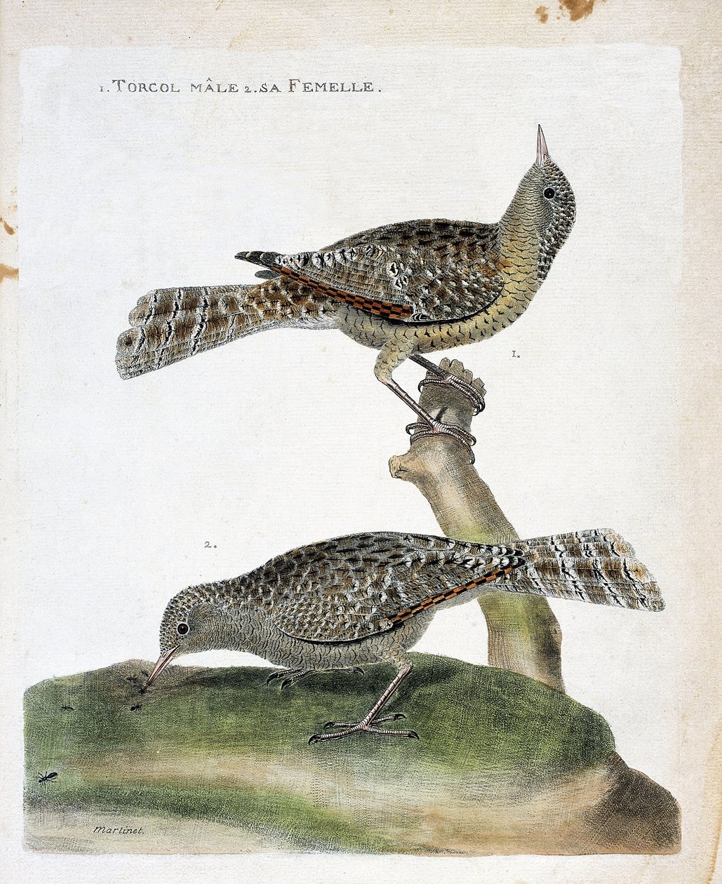 Eläinkartta (ornitologia): ylhäältä alas: Torcol-uros ja sen naaras (Torcol Fourmilier tai Jynx torquilla). Kuvitus Francois Nicolas Martinet