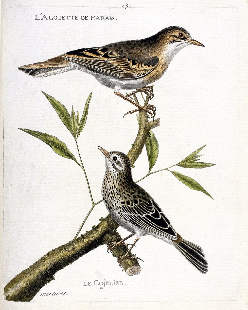 Eläinkartta (ornitologia): ylhäältä alas: suokiuru (pipit rousseline tai anthus campestris) ja cujelier (pipit farlouse tai anthus pratensis) oksalla. Kuvitus teoksessa "Lintujen historia, maalattu niiden ilmestymiseen ja herkkyyteen tekijältä Francois Nicolas Martinet