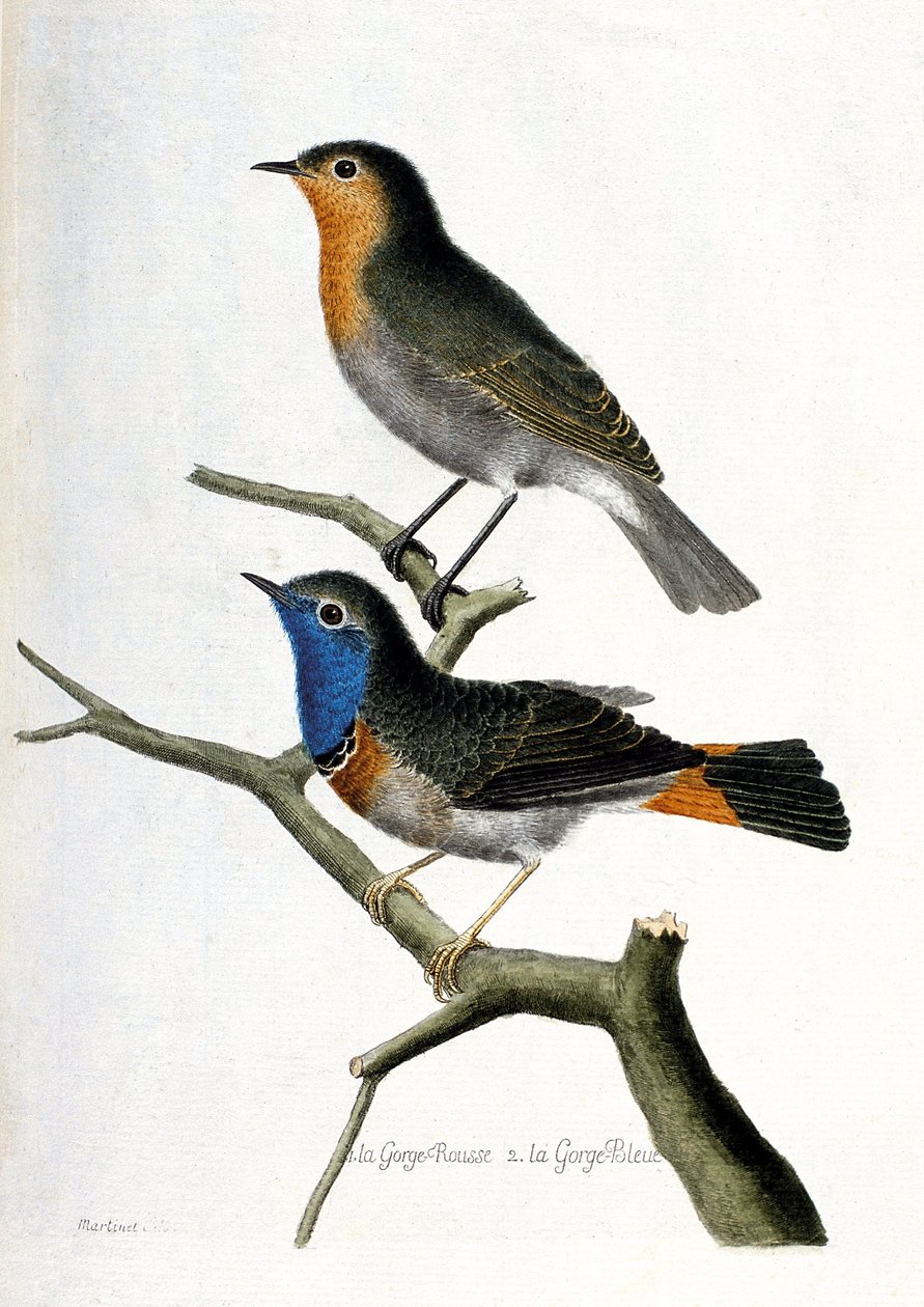 Eläinkartoitus (ornitologia): ylhäältä alas: punainen kurkku (punakurkku tai punainen kurkku tai erithacus rubecula) ja sininen kurkku (sininen kurkku tai luscinia svecica) oksalla. Kuvitus teoksessa "Lintujen historia, maalattu niiden ilmestymiseen ja tekijältä Francois Nicolas Martinet