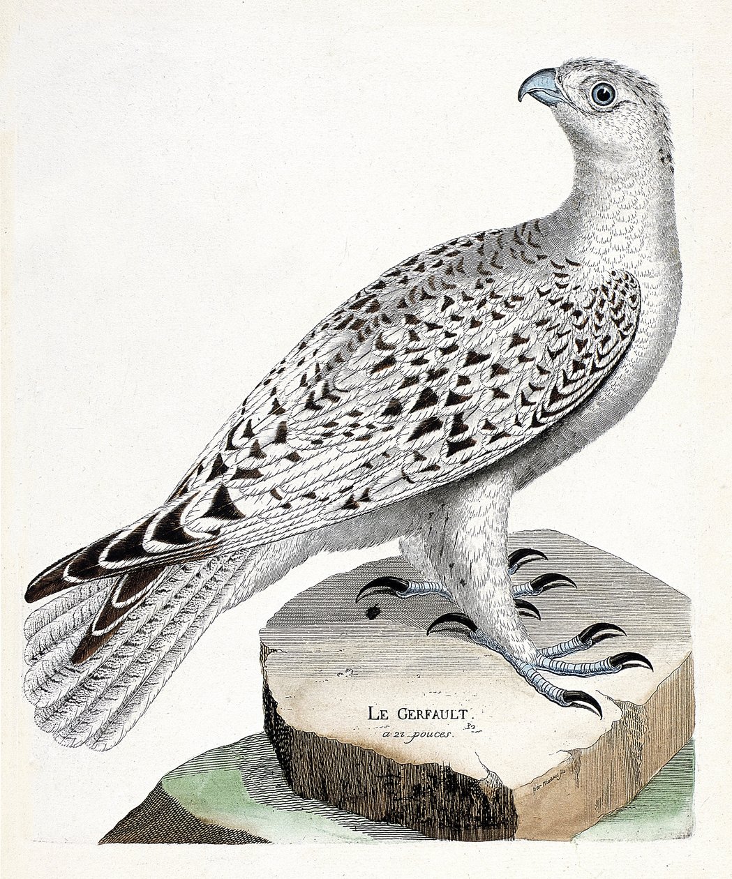 Eläinkartta (ornitologia): gerfault (gerfaut falcon tai falco rusticolus). Kuvitus Francois Nicolas Martinet