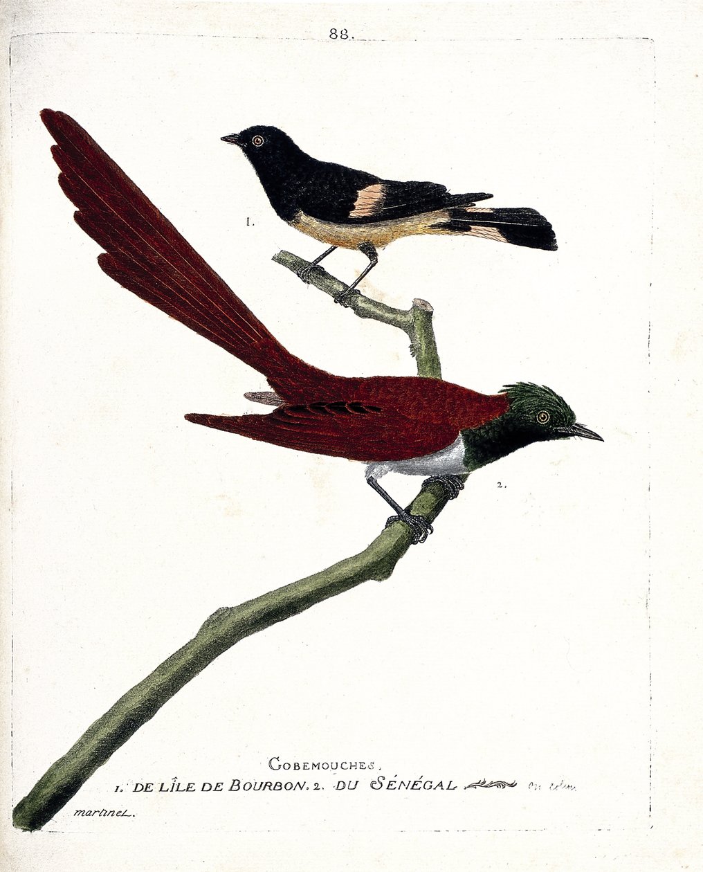 Eläinkartta (ornitologia): gob-fly (gobemouche) Bourbon-saarelta (Shama de Madagascar tai copsychus albospecularis) ja gobe-perho Senegalista (tchitrec de paradis tai terpsiphone paradisii). Kuvitus teoksessa "The History of the Birds, Painted i tekijältä Francois Nicolas Martinet