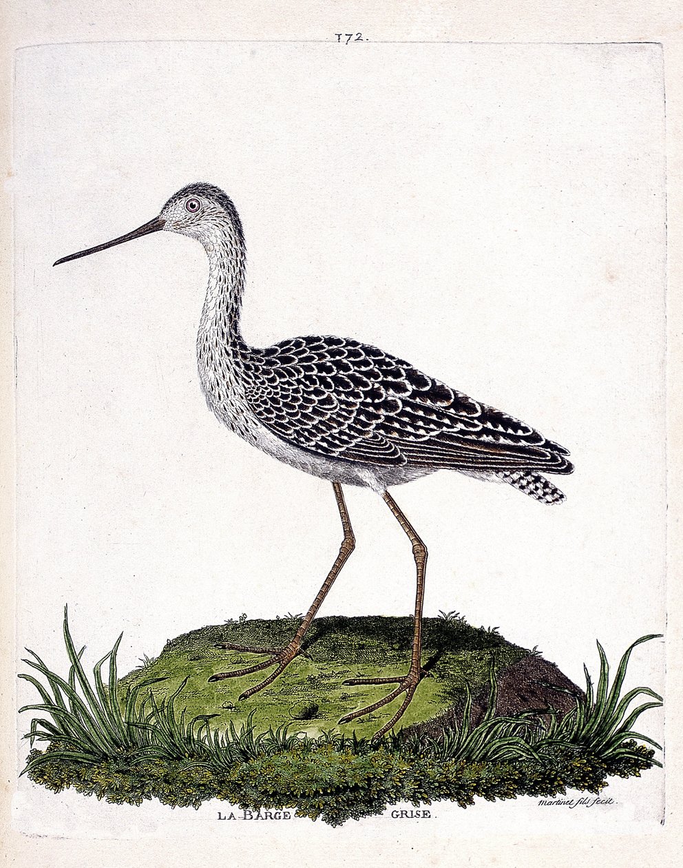 Eläinkartta (ornitologia): harmaa proomu (punainen proomu tai limosa lapponica). Kuvitus Francois Nicolas Martinet