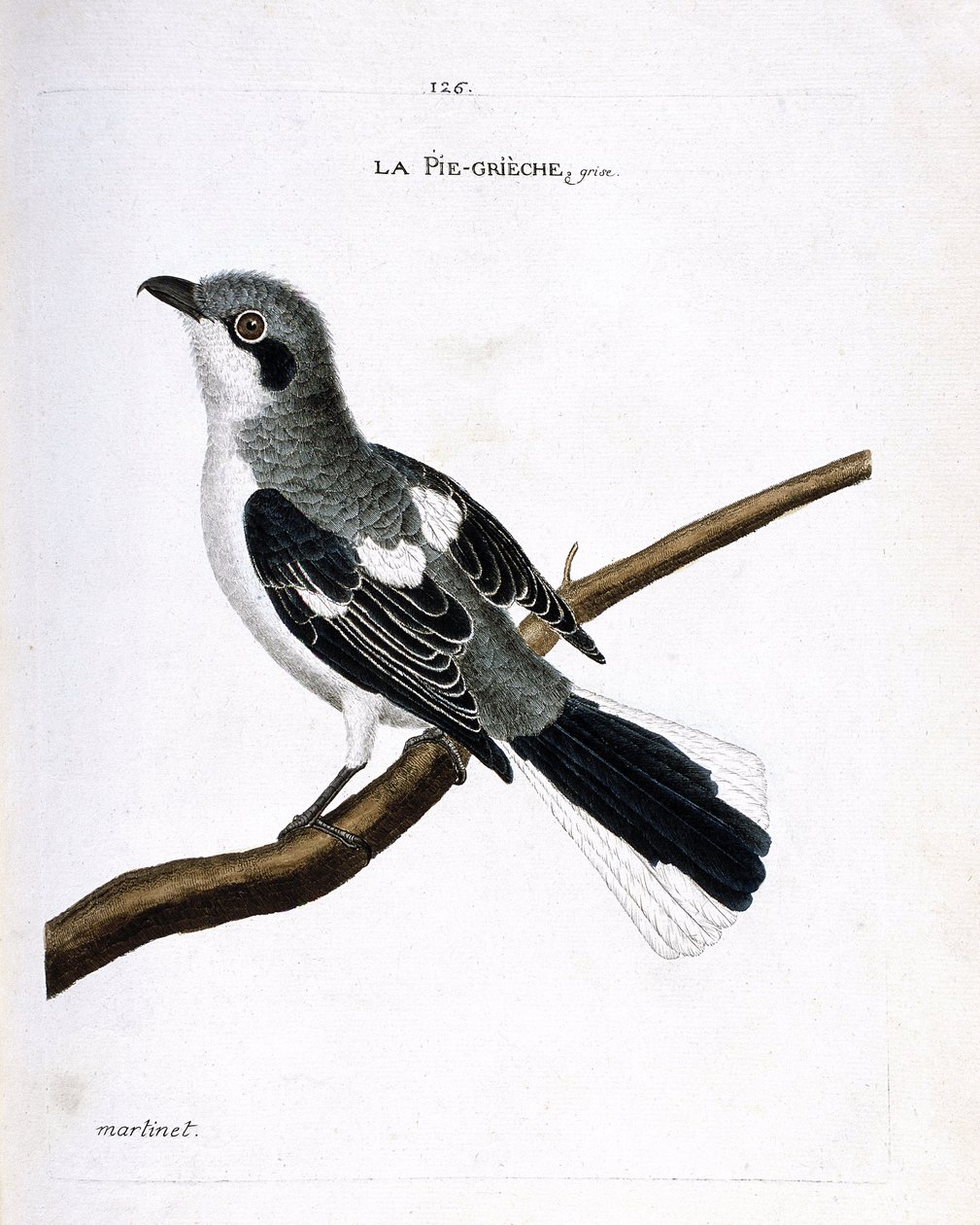 Eläinkartta (ornitologia): oksalla harmaa grieche (harmaa kirsikka tai lanius excubitor). Kuvitus Francois Nicolas Martinet