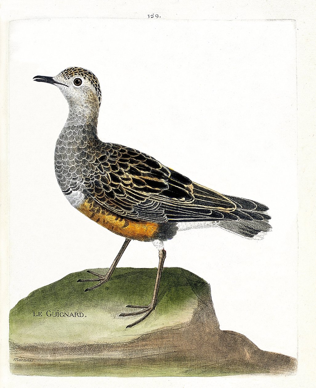 Eläinkartta (ornitologia): guignard (guignard plover tai eudromias morinellus). Kuvitus Francois Nicolas Martinet