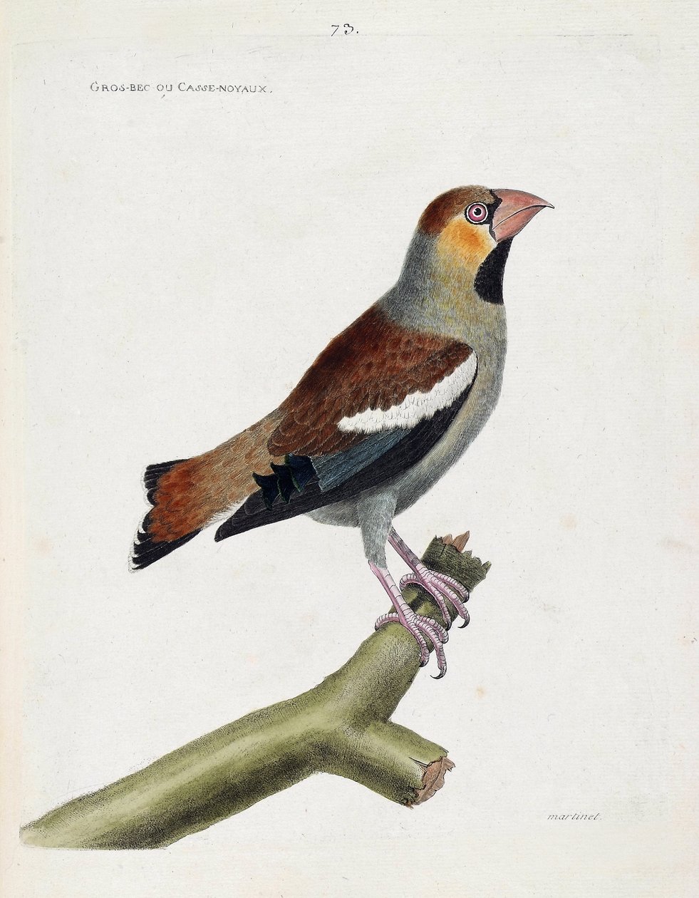 Eläinkartta (ornitologia): iso nokka (grosbeak) tai ytimet (coccauthrausts) oksalla. Kuvitus Francois Nicolas Martinet
