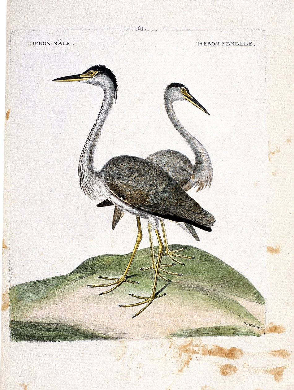 Eläinkartta (ornitologia): uros- ja naarashaikaroita (heron ash tai ardea cinerea). Kuvitus Francois Nicolas Martinet