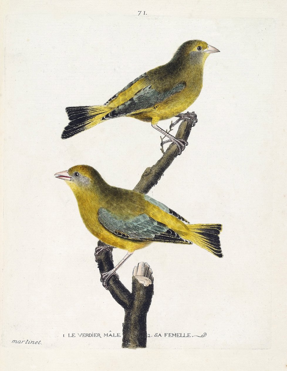 Eläinkartta (ornitologia): uros- ja naarasverdier (eurooppalainen verdier tai carduelis chloris) oksalla. Kuvitus Francois Nicolas Martinet