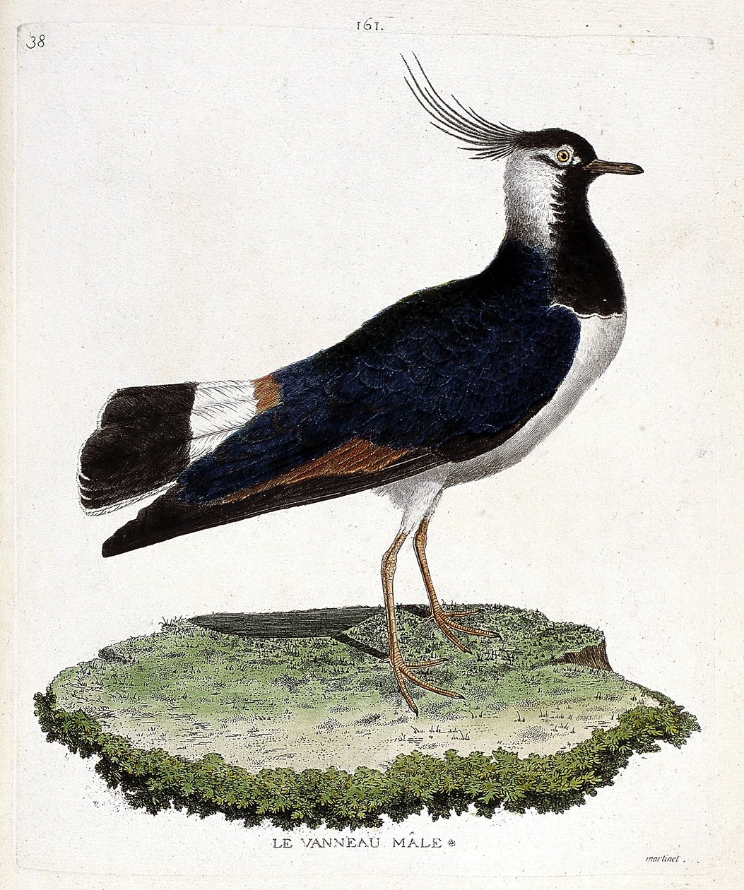 Eläinkartta (ornitologia): uroskaritsa (silmukainen tai vanellus vanellus). Kuvitus Francois Nicolas Martinet