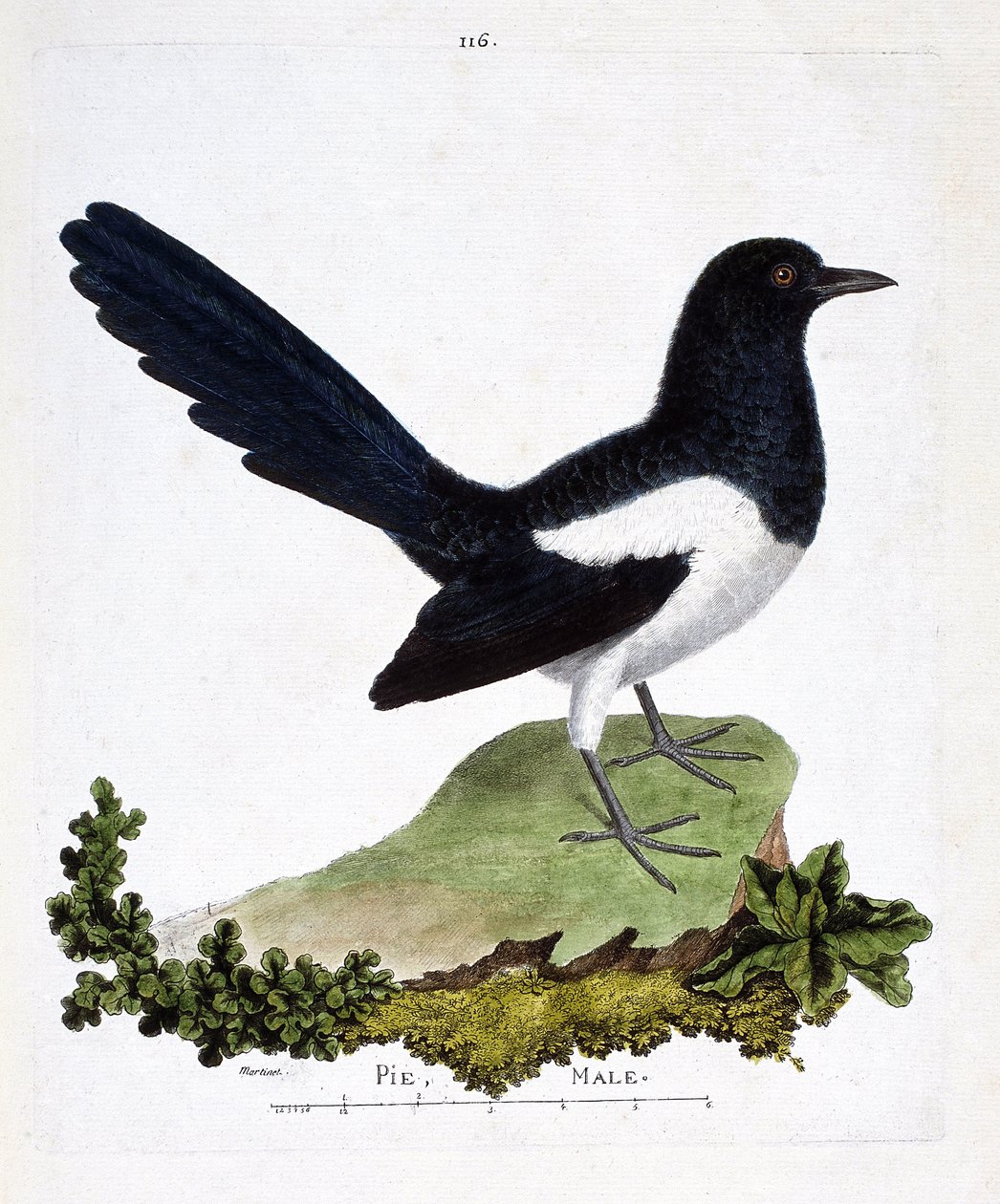 Eläinkartta (ornitologia): urosharakka tai puhelias piirakka (pica pica). Kuvitus Francois Nicolas Martinet