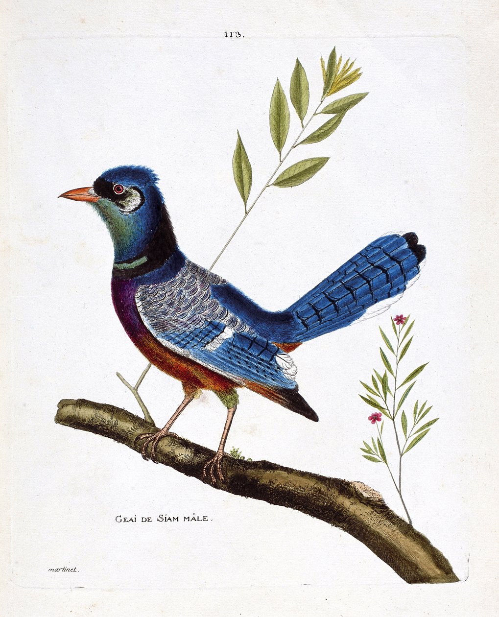 Eläinkartta (ornitologia): uros siam jay (sininen jay tai cyanocitta cristata) oksalla. Kuvitus Francois Nicolas Martinet