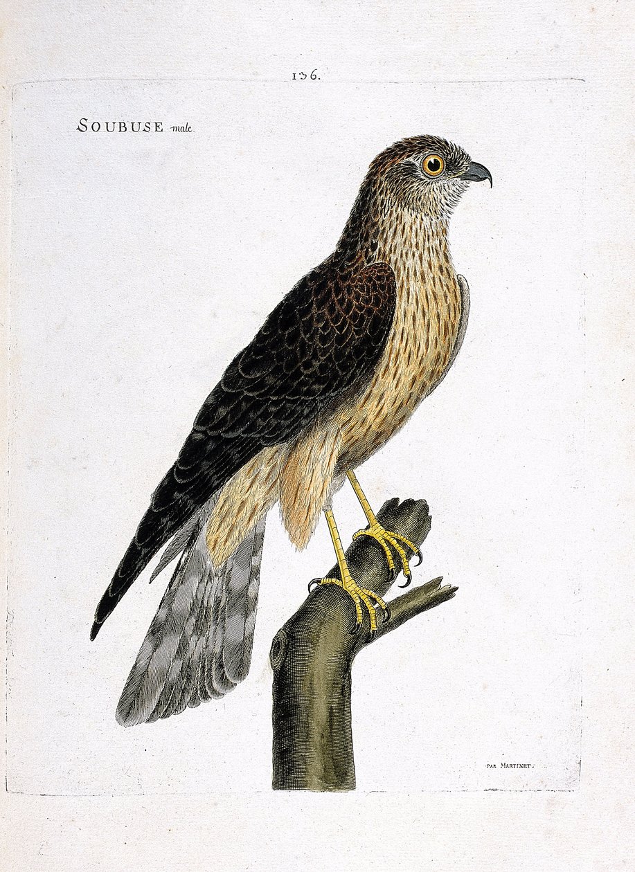 Eläinkartta (ornitologia): urossoubuse (busard saint martin tai sirkus cyaneus) oksalla. Kuvitus Francois Nicolas Martinet