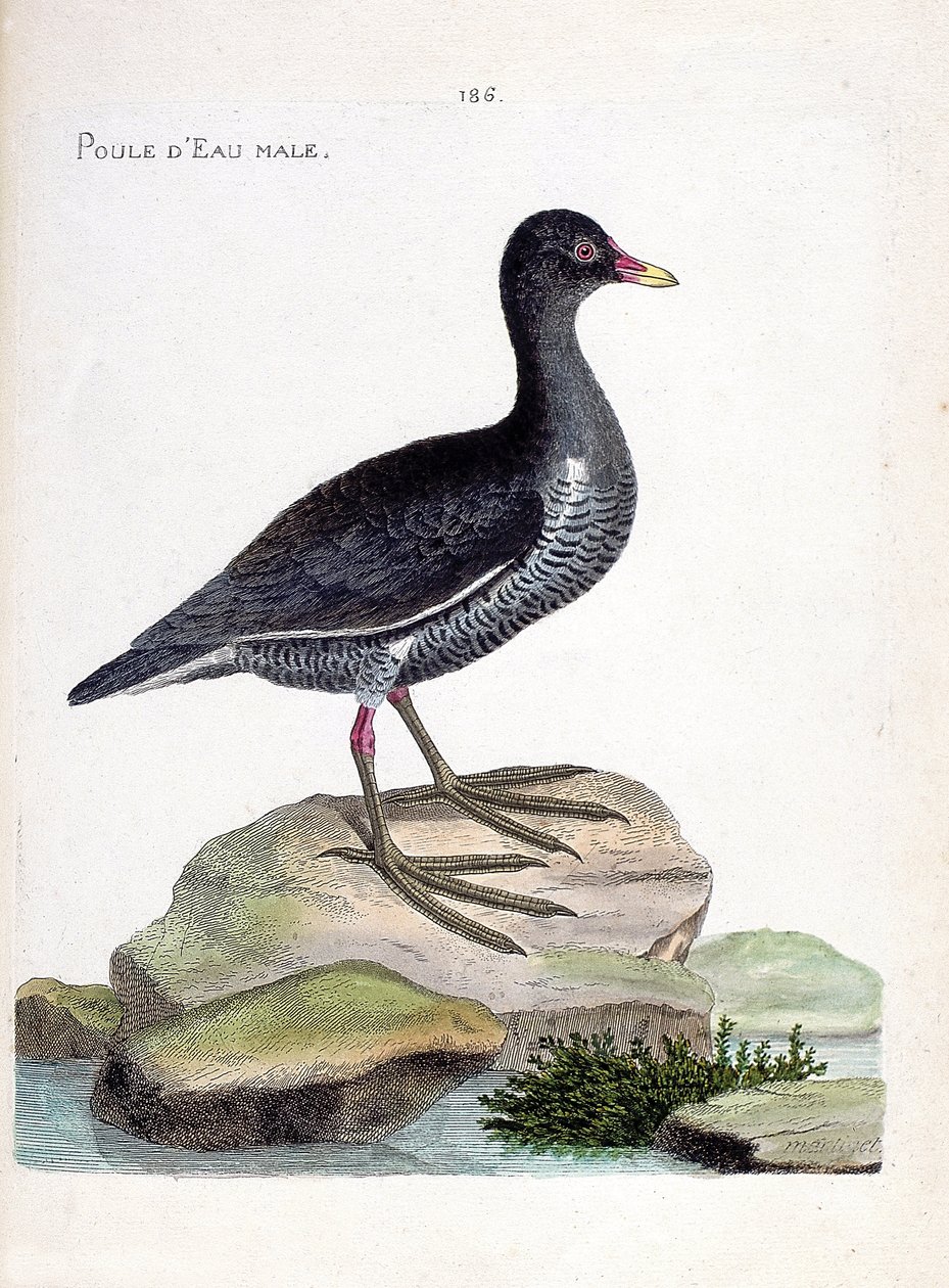 Eläinkartta (ornitologia): urosvesikana (vesikana tai gallinula chloropus). Kuvitus Francois Nicolas Martinet