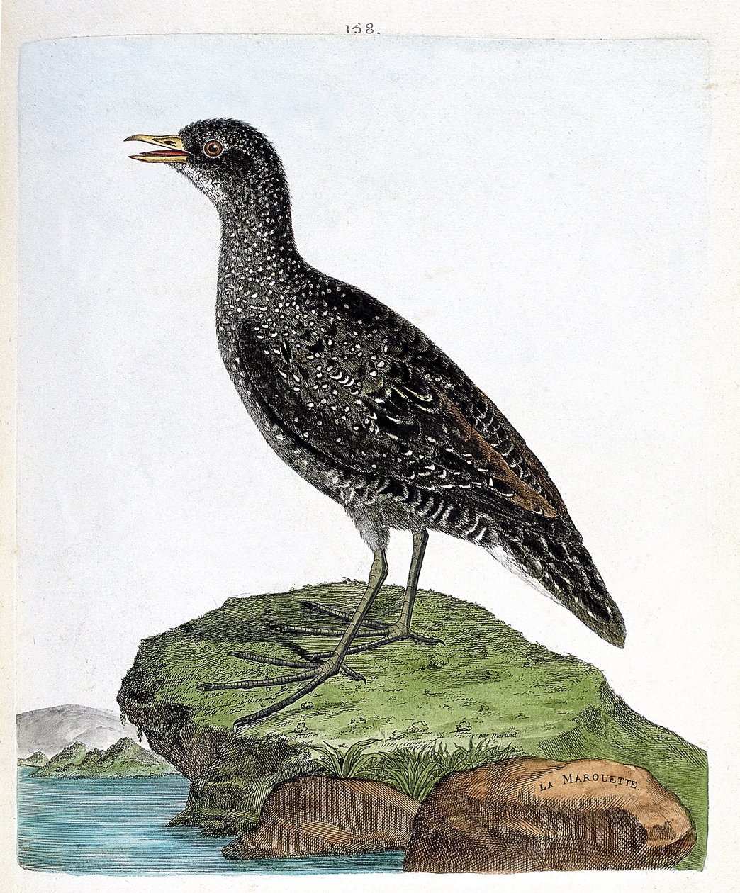 Eläinkartta (ornitologia): marouette (spot marouette tai porzana porzana). Kuvitus Francois Nicolas Martinet