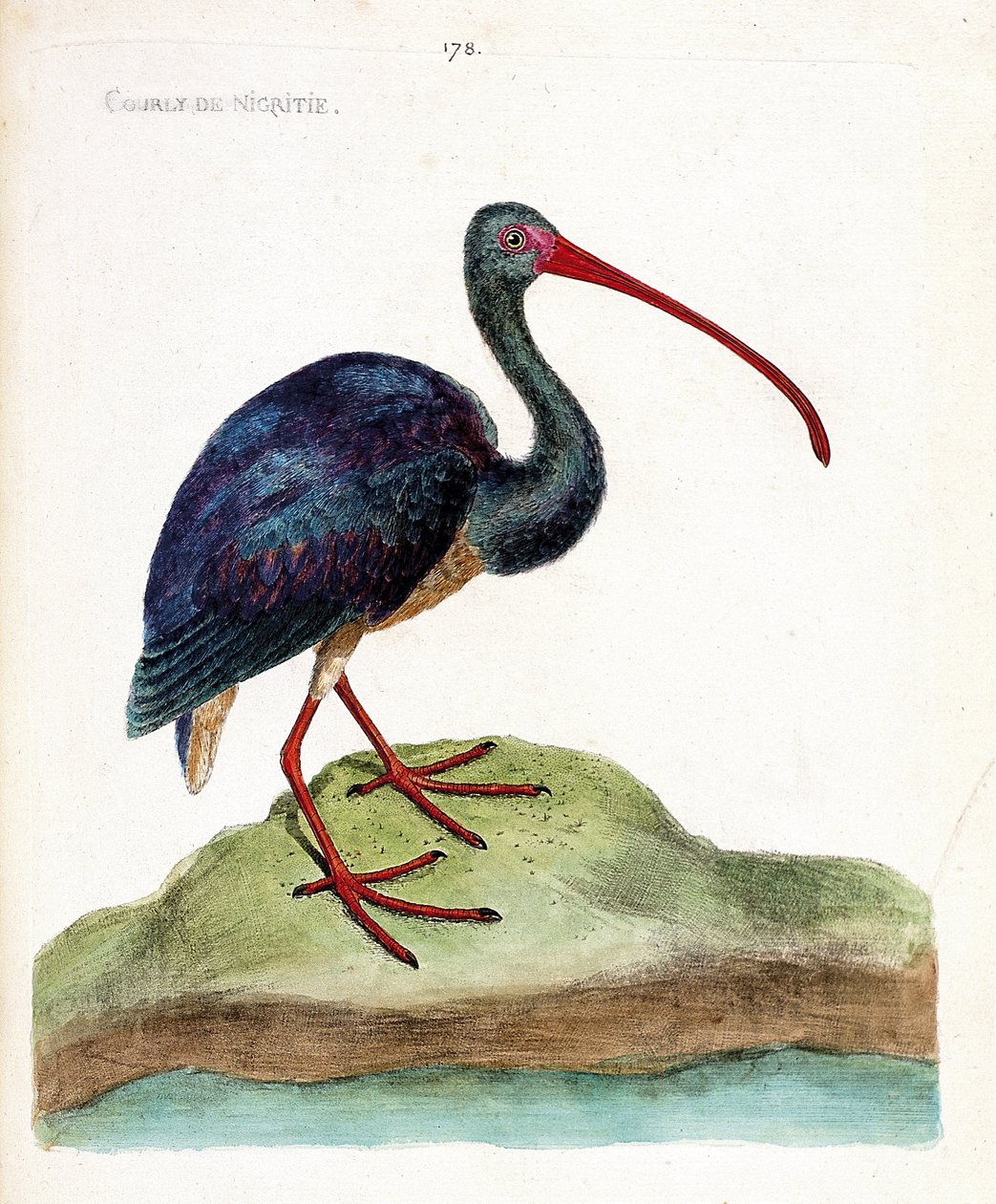 Eläinkartta (ornitologia): nigritien kihara (ibis falcinelle tai plegadis falcinellus). Kuvitus Francois Nicolas Martinet