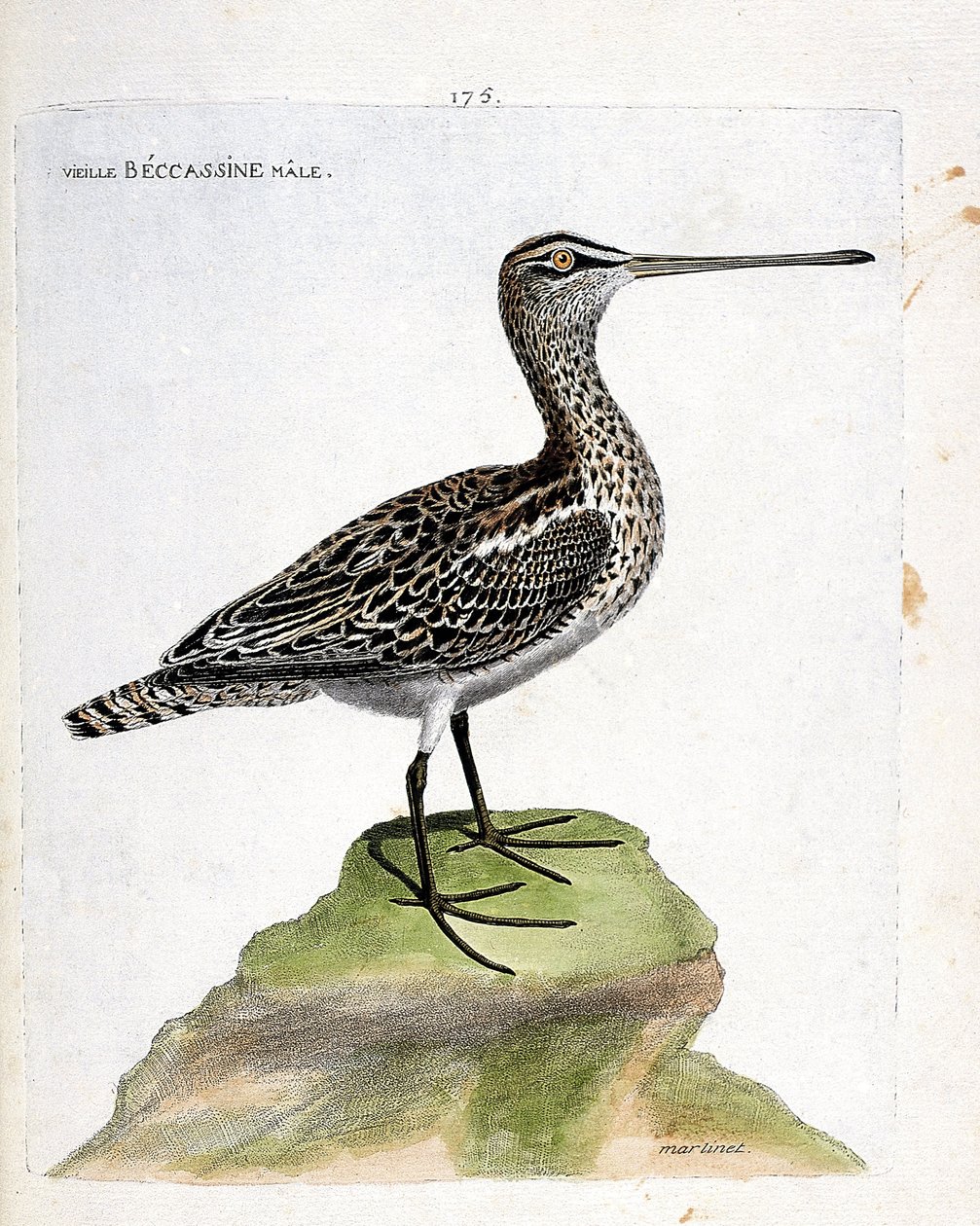 Eläinkartta (ornitologia): vanha urosbekassiini (suo bekassiini tai gallinago gallinago). Kuvitus Francois Nicolas Martinet