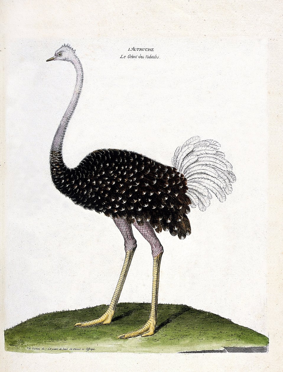 Eläinkartta (ornitologia): strutsi (struthio camelus). Kuvitus Francois Nicolas Martinet