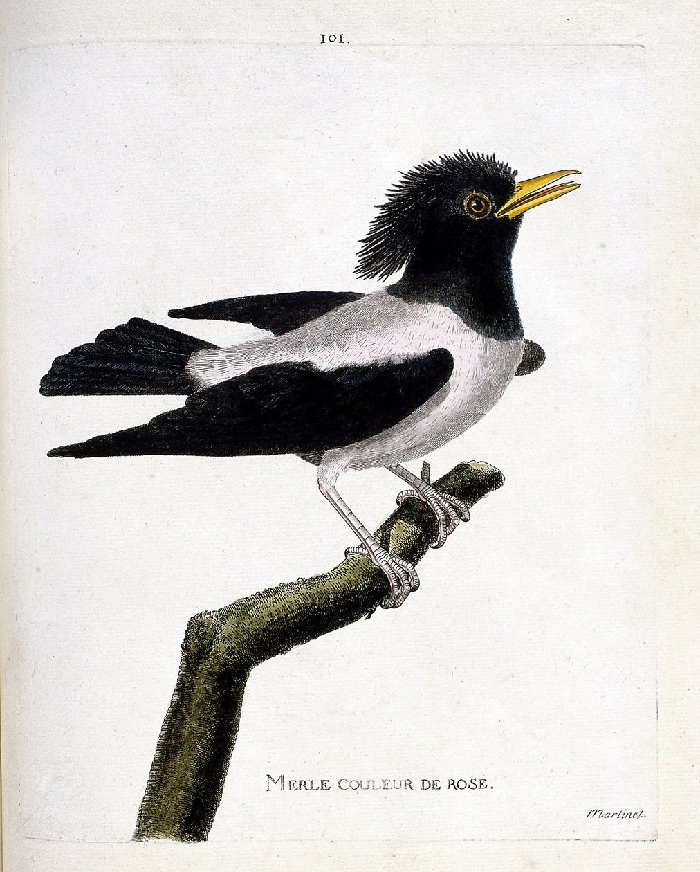 Eläinkartta (ornitologia): vaaleanpunainen mustarastas (punertava kottarainen tai sturnus roseus) oksalla. Kuvitus Francois Nicolas Martinet