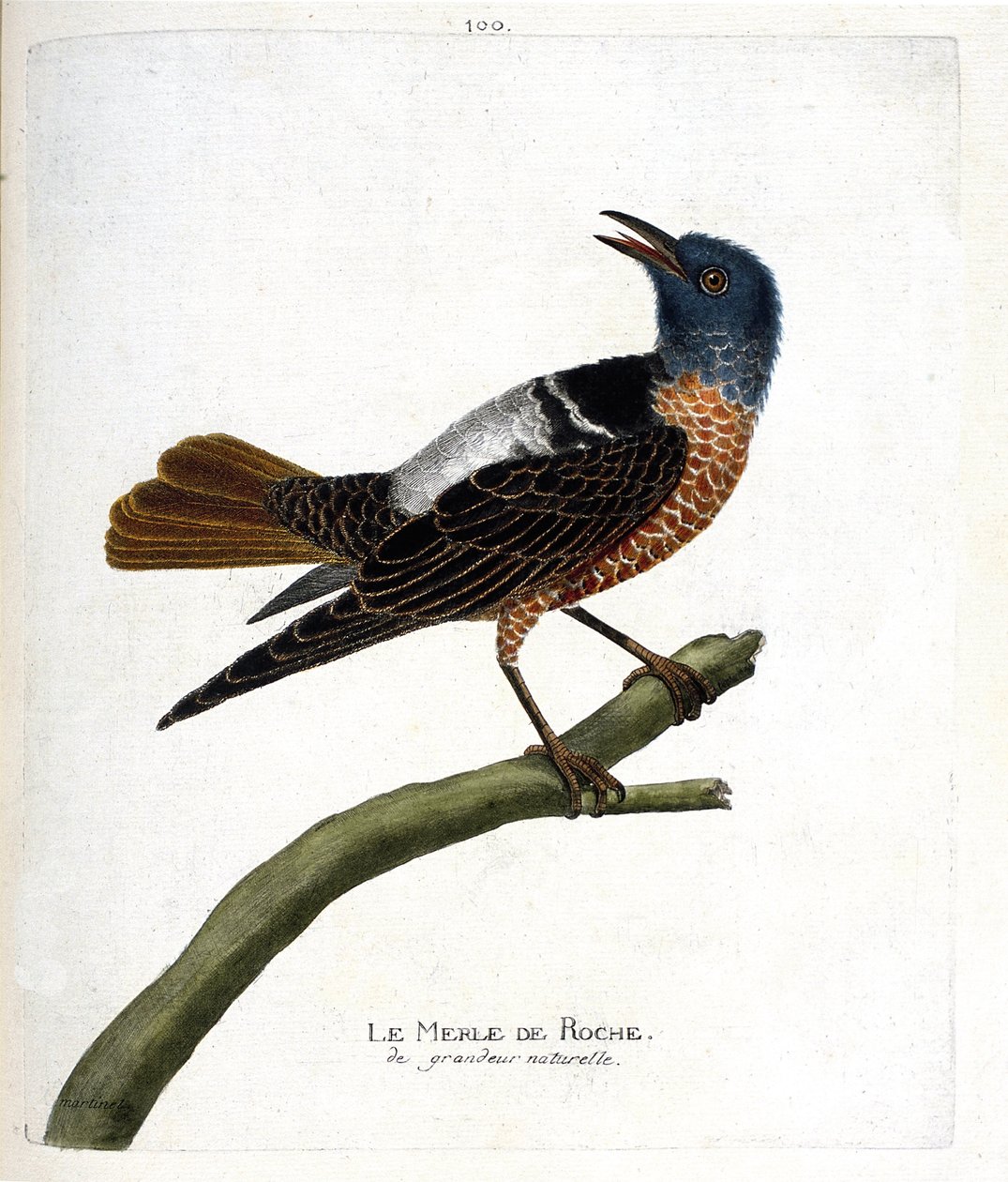 Eläinkartta (ornitologia): kivimustrastarasta (kivimustrastarasta tai monticola saxatilis). Kuvitus Francois Nicolas Martinet