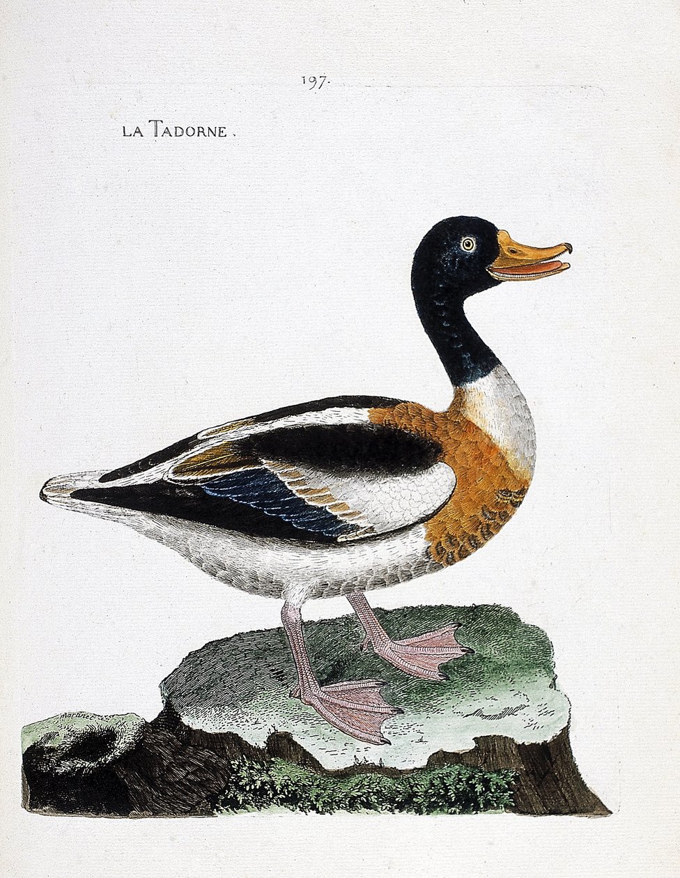 Eläintietokartta (ornitologia): tadorne (tadorne de belon tai tadorna tadorna). Kuvitus Francois Nicolas Martinet