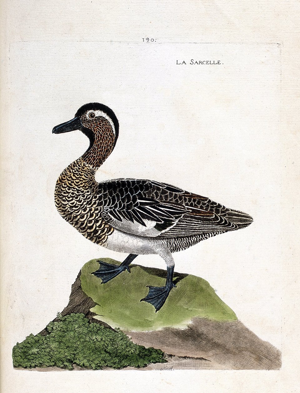 Eläinkartta (ornitologia): tavi (kesävire tai anas querquedula). Kuvitus Francois Nicolas Martinet