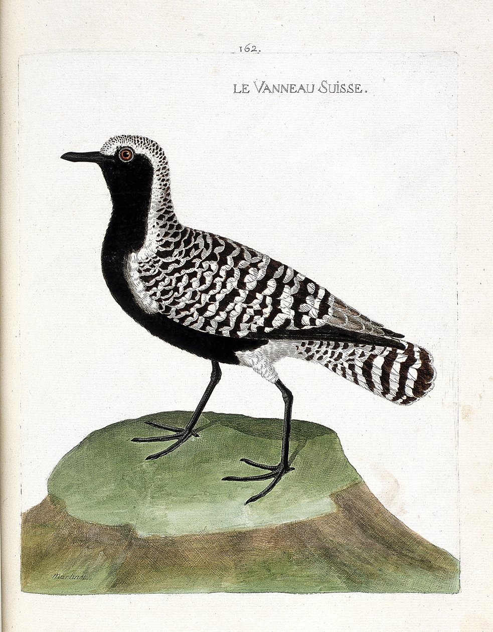 Eläinkartta (ornitologia): Sveitsin karitsa (hopeaaha tai pluvialis squatarola). Kuvitus Francois Nicolas Martinet