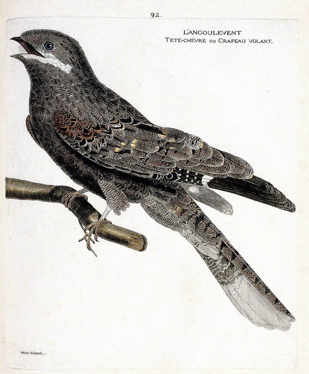 Eläinkartta (ornitologia): kulmahaukka (European nighthawk tai caprimulgus europaeus) oksalla. Kuvitus Francois Nicolas Martinet