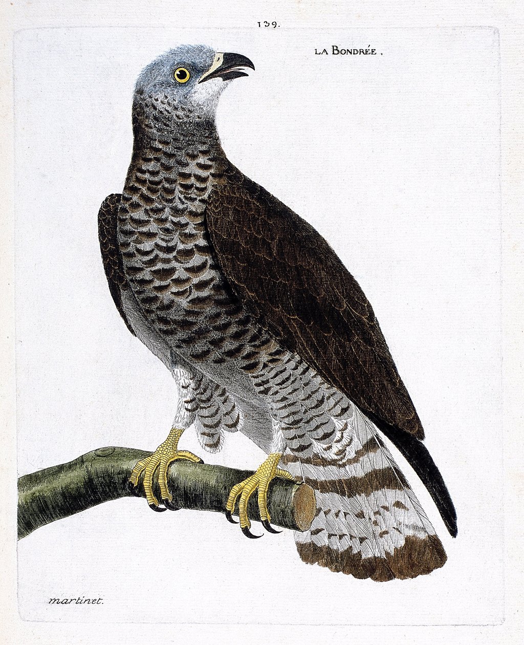Eläinkartta (ornitologia): oksalla oleva bondree (apivore bondree tai pernis apivorus). Kuvitus Francois Nicolas Martinet