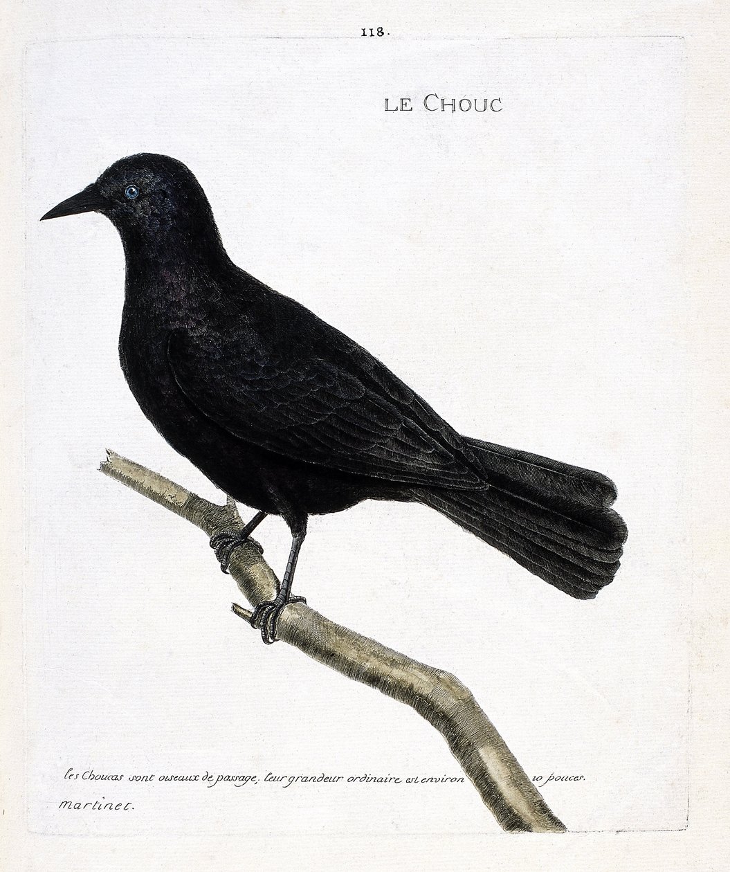Eläintietokartta (ornitologia): kaali (tornikaali tai corvus monedula) oksalla. Kuvitus Francois Nicolas Martinet