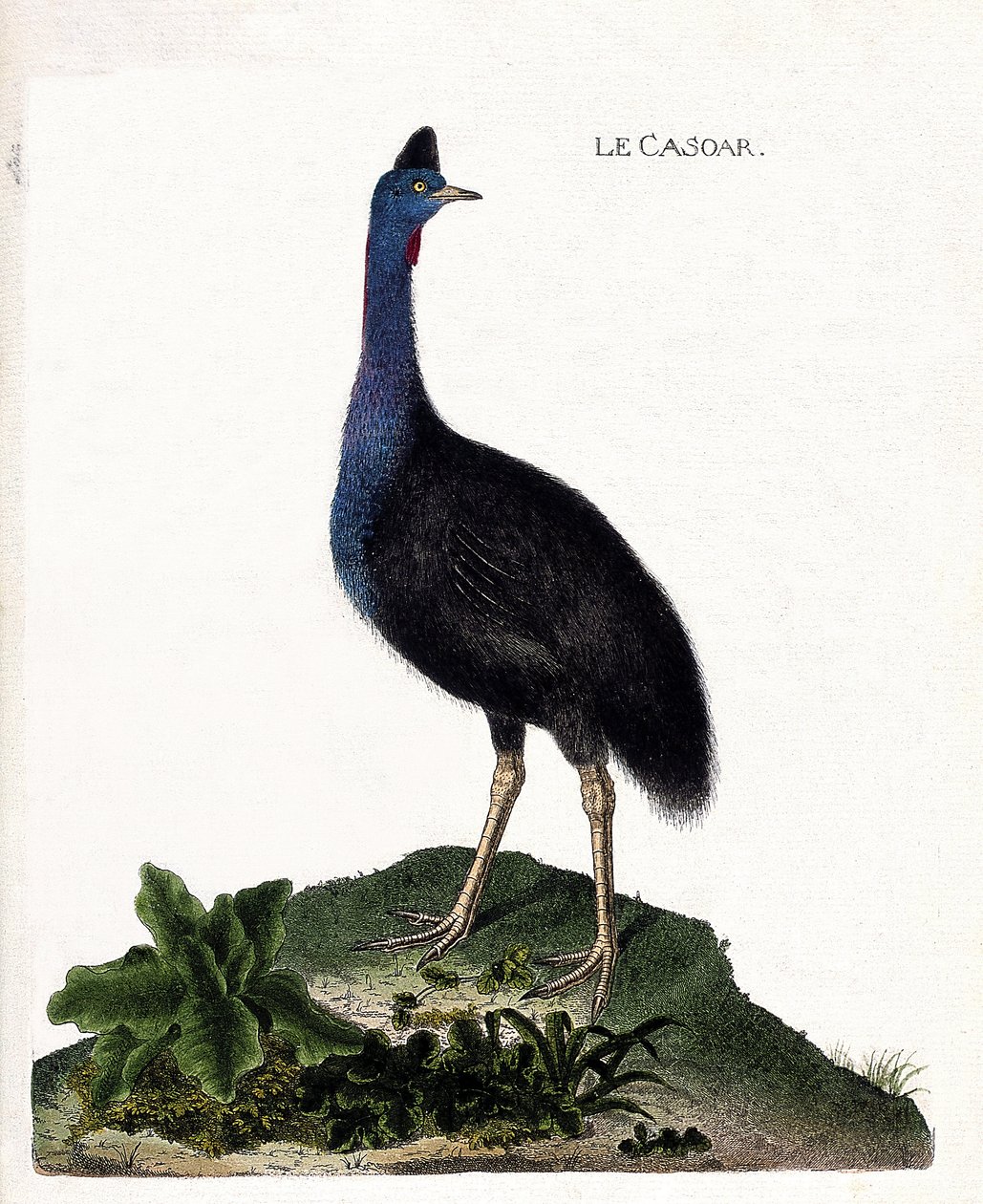 Eläinkartta (ornitologia): casoar (casoar kypärä tai cassuarius cassuarius). Kuvitus Francois Nicolas Martinet