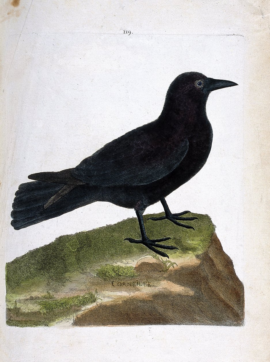 Eläinkartta (ornitologia): varis (musta varis tai corvus corone). Kuvitus Francois Nicolas Martinet