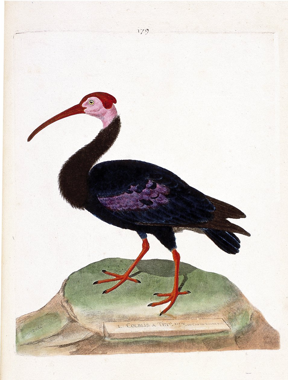 Eläinkartta (ornitologia): kiharalla on paljas hyväntoivon pää (ibis du cap tai geronticus calvus). Kuvitus Francois Nicolas Martinet