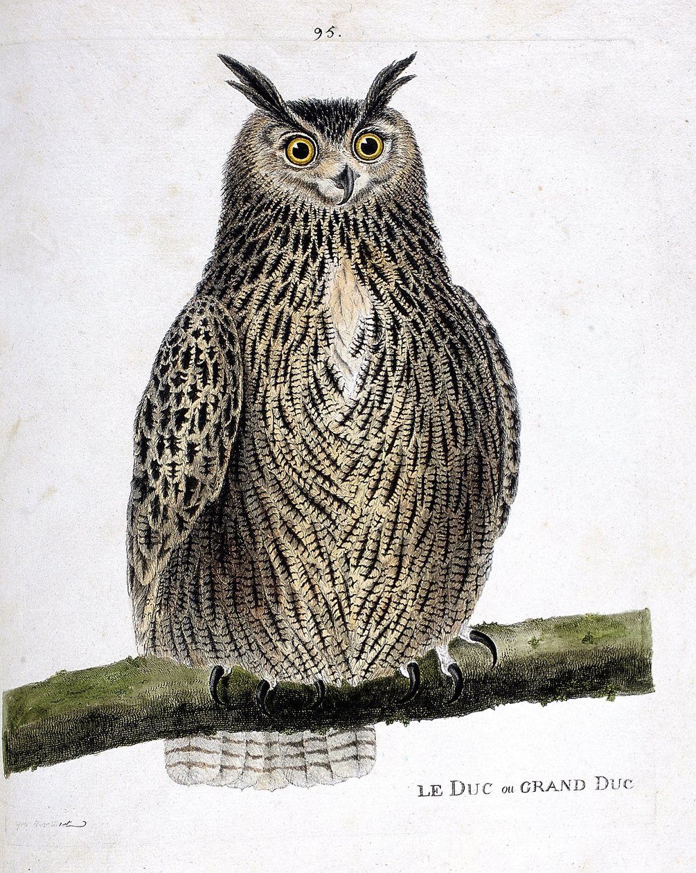 Eläinkartta (ornitologia): herttua tai suurherttua (suurherttua tai bubo bubo) oksalla. Kuvitus Francois Nicolas Martinet