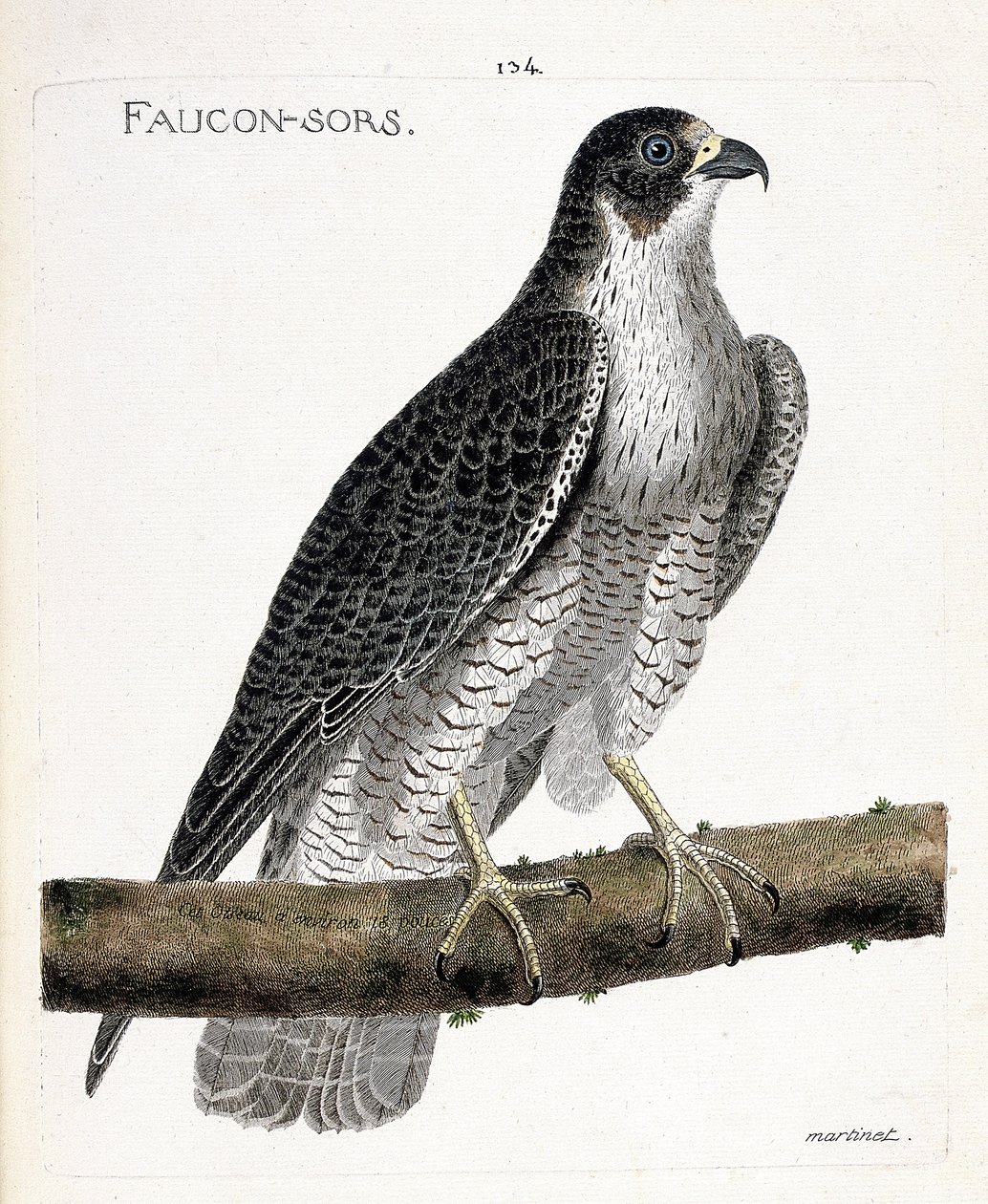 Eläinkartoitus (ornitologia): haukka tulee ulos tai haukka ulos (peleriinihaukka tai falco peregrinus) oksalla. Kuvitus Francois Nicolas Martinet