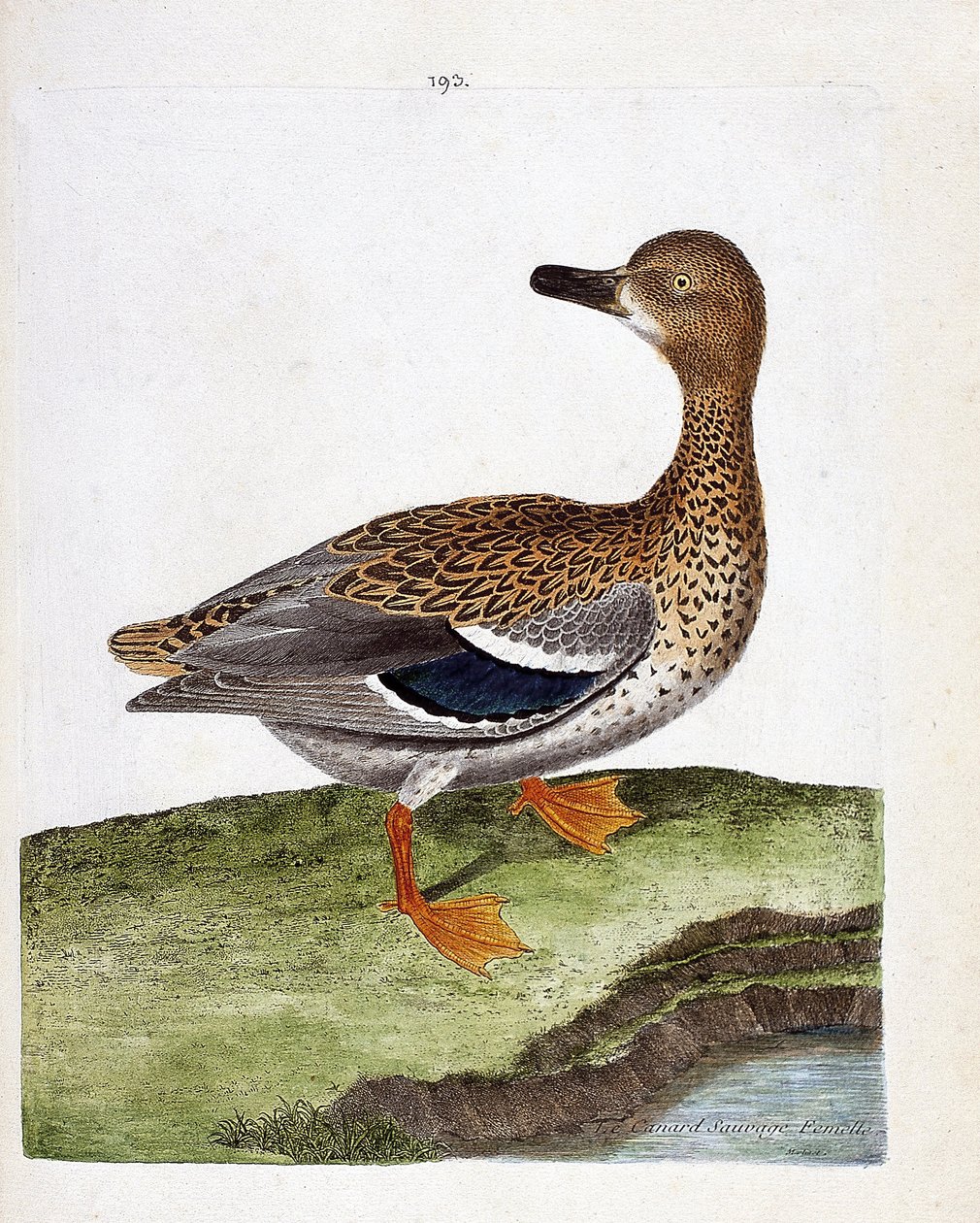 Eläintietokartta (ornitologia): naarasorkka (sinisorsa tai anas platyrhynchos). Kuvitus Francois Nicolas Martinet