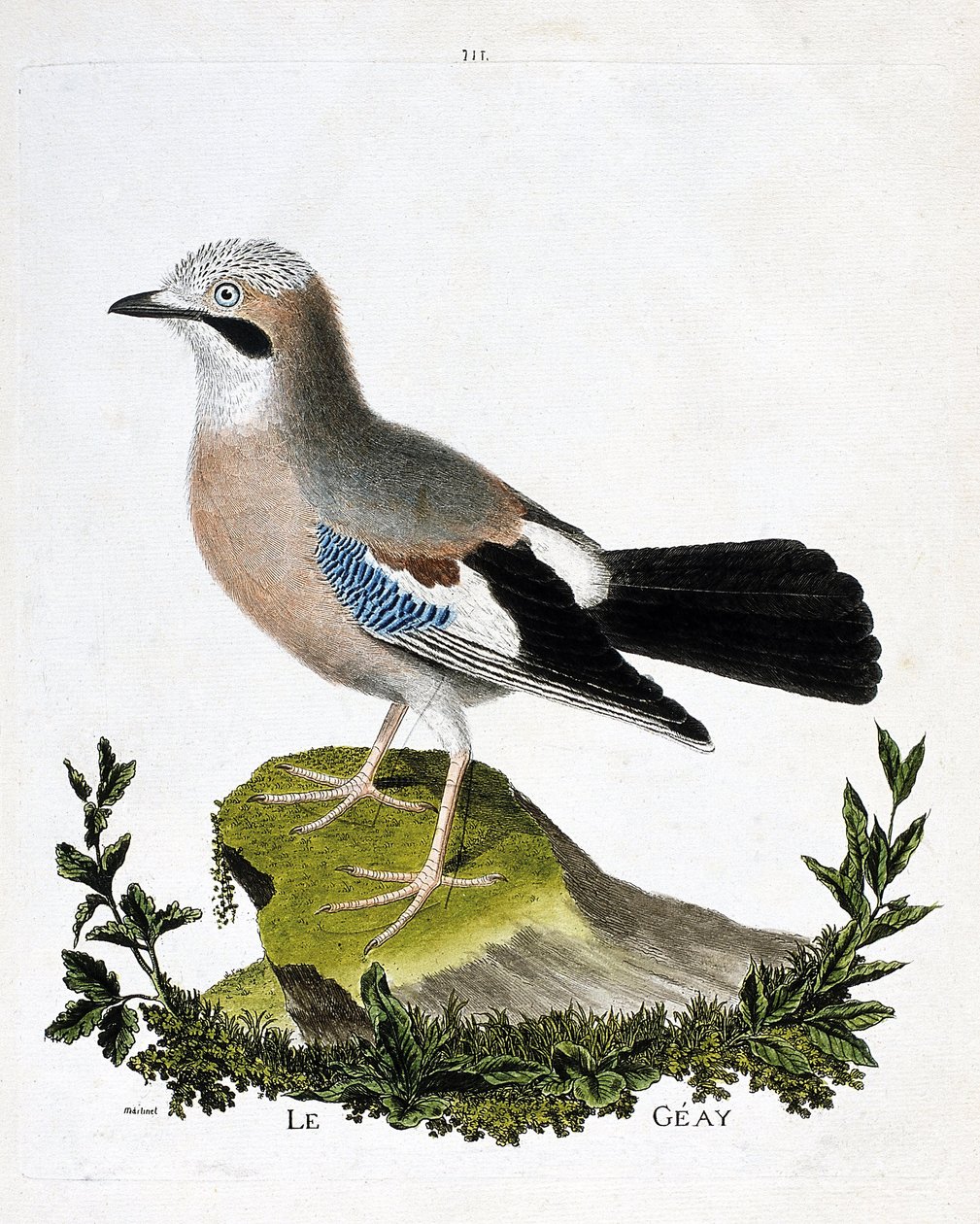Eläinkartta (ornitologia): geay (kanavanääkä tai garrulus glandarius). Kuvitus Francois Nicolas Martinet