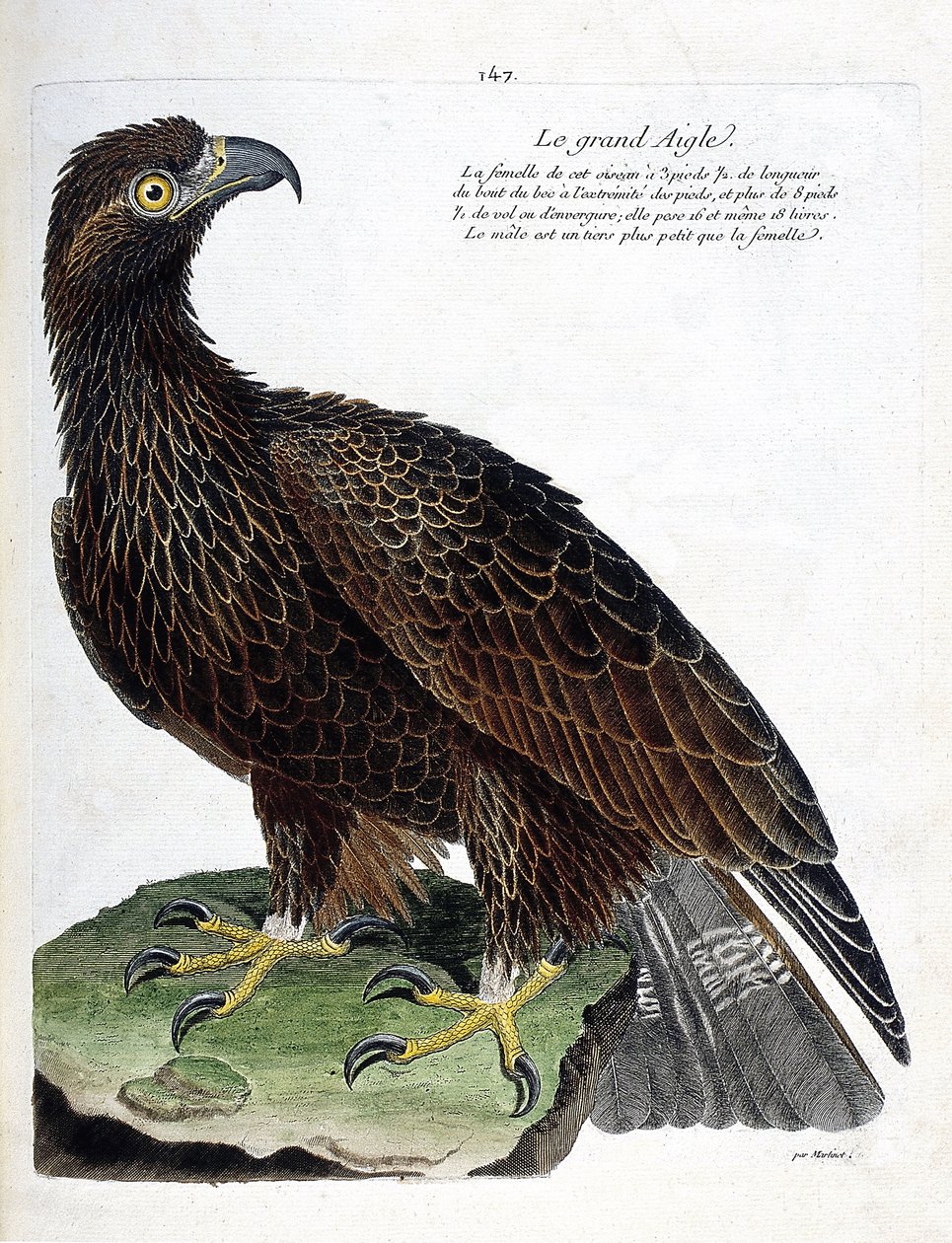 Eläinkartta (ornitologia): suurkotka (kuninkaallinen kotka tai aquila chrysaetos). Kuvitus Francois Nicolas Martinet